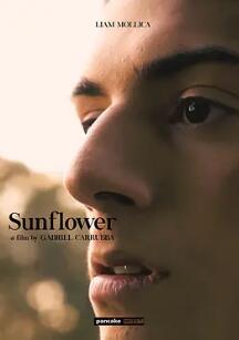 电影:向日葵2023
